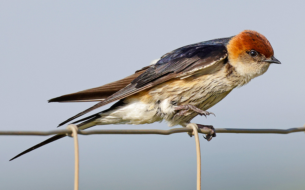Greater Striped Swallow